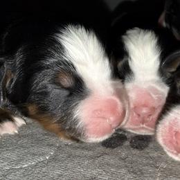 Boy 4 - Tri-color male Bernese Mountain Dog puppy in Loveland, Colorado from Grateful Bernese & Gage's Goldens