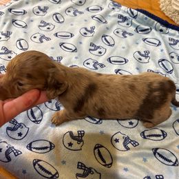 Jessup - Dapple male Dachshund puppy in Florence County, South Carolina from Modern Family Standards