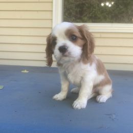 Cavalier King Charles Spaniel Puppies from Smylin Cavaliers