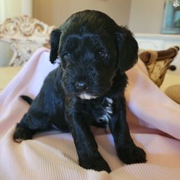 Midnight - Black female Cavapoo puppy in Bourbonnais, Illinois from Maggie's Cavapoo Puppies