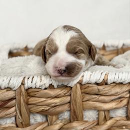 Pink - Caramel cream female Australian Labradoodle puppy in Auburn, Washington from West Valley Labradoodles