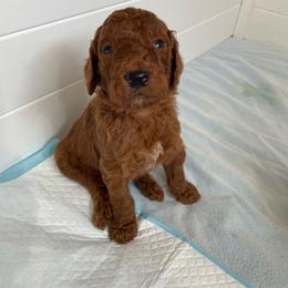 Girl 5 - Red  female Poodle puppy in Clatskanie, Oregon from Columbia River Sunset Poodles