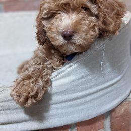 Australian Labradoodle Puppies from Llewellyn's Grove Labradoodles