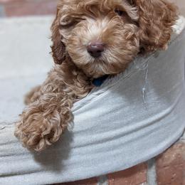 Australian Labradoodle Puppies from Llewellyn's Grove Labradoodles