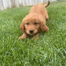 Light Blue Collar - Dark golden female Golden Retriever puppy in Mountain Home, Idaho from Poppy's Garden Golden Retrievers