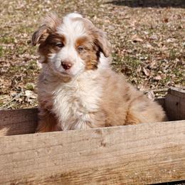 Girl 2 - Red merle female Miniature Australian Shepherd puppy in Fife Lake, Michigan from HaVen Homestead Miniature Australian Shepherds