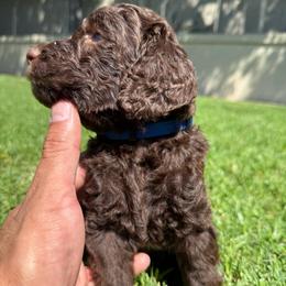 Blue - Chocolate male Labradoodle puppy in Chula Vista, California from Coastal Cocoa Labradoodle