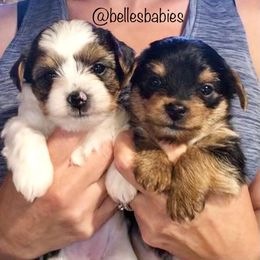 Yorkshire Terrier Puppies from Belle's Yorkie Babies