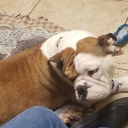 Bulldogs from Tammy's Bulldogs
