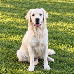 Marisol - Golden Retriever