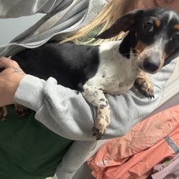 Molly - Dachshund