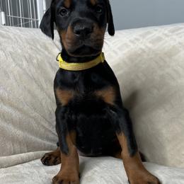 Yellow - Black and rust female Doberman Pinscher puppy in Muskegon, Michigan from HillStone Dobermans