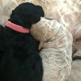 Goldendoodle Puppies from Cruella’s Doodles