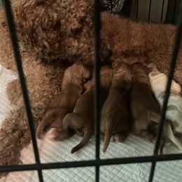 Cavapoo puppies from The Mexican Clan...