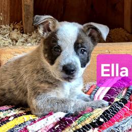 Ella - Blue mottled female Australian Cattle Dog puppy in Fife Lake, Michigan from Kurczak Farm LLC