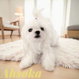 Ahsoka - Maltese