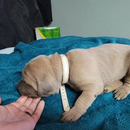 Girl 5 - Cane Corso puppy in Sturgeon Lake, Minnesota from Coffee Lake K9s