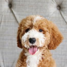 Jack - Goldendoodle