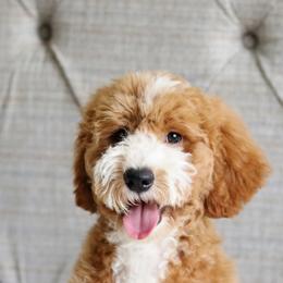 Jack - Goldendoodle