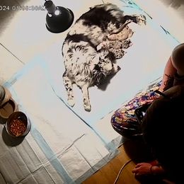 Miniature Australian Shepherd and Toy Australian Shepherd Puppies from Cherry Grove Kennel