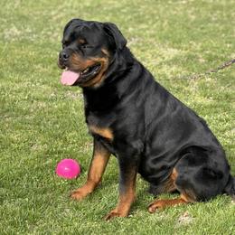 Riko - Rottweiler