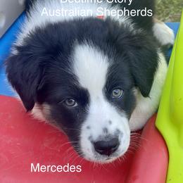 Australian Shepherd Puppies from Lil Klimuk's Australian Shepherds