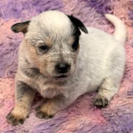 Durk - Blue male Australian Cattle Dog puppy in Billings, Montana from Sugarloaf French bulldogs and Australian cattle dogs
