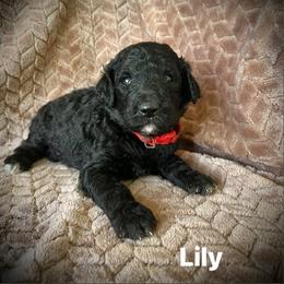 Lily - Black female Poodle puppy in Athens, Georgia from Alexander’s Standard Poodles