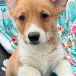 Boy 2 - White and red male Pembroke Welsh Corgi puppy in Newark, Ohio from Abc Cattle Co corgis