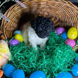 Akc - Boy - Tiny Toy Poodle - Parti male Poodle puppy in Fort Worth, Texas from Ashley Ross Toy Poodles (AKC)