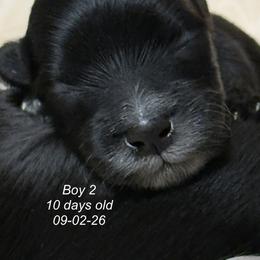 Maltipoo 2 - Silver male Maltipoo puppy in Honolulu, Hawaii from Chez Lexi Kennels