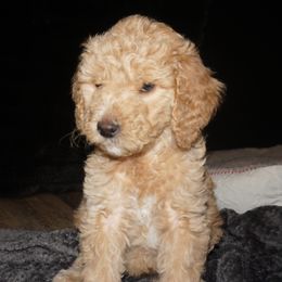 Goldendoodle Puppies from az goldendoodle pups