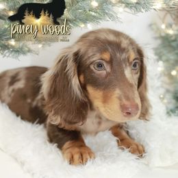 Dachshund Puppies from Piney Woods Miniature Dachshunds