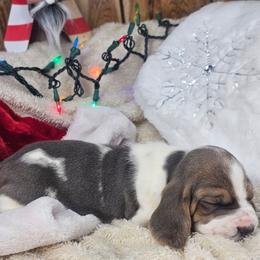 Glimmer - Blue tan and white female Basset Hound puppy in Valley, Washington from Peaceful Valley Paws