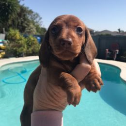 Girl 1 - Red female Dachshund puppy in Winton, California from Lashunds Miniature Dachshunds