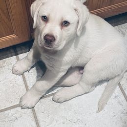 Labrador Retriever and Pembroke Welsh Corgi Puppies from Burress Family Farm and Kennels
