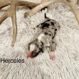 Hercules - Blue merle male Australian Shepherd puppy in Vernal, Utah from Dancing M Kennels