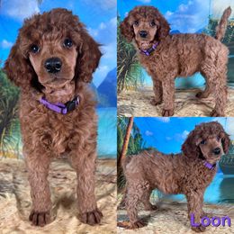 Loon - Red  female Poodle puppy in Swansboro, North Carolina from Monarch Standard Poodles