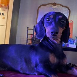 Jada - Dachshund