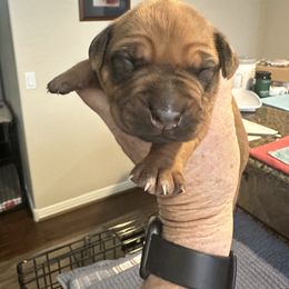 Boy 3 Yellow collar - Rd whtn blk nose male Rhodesian Ridgeback puppy in Surprise, Arizona from Arizona Ridgebacker