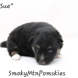 Sue - Black and white female Pomsky puppy in Christiana, Tennessee from Smoky Mountain Pomskies