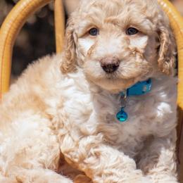 Aussiedoodle and Goldendoodle Puppies from Ever After Doodles Arizona