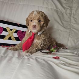 Green - Red  male Goldendoodle puppy in Grovetown, Georgia from Snug-a-Doodles