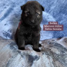 Belka - Sable female German Shepherd puppy in New Cambria, Missouri from Des Hausraben Shepherds