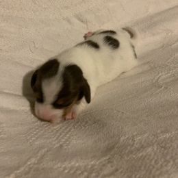 Dachshund Puppies from Howard's Hillside Farms