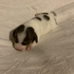 Dachshund Puppies from Howard's Hillside Farms