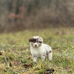 Sweet Potato - Red merle female Australian Shepherd puppy in Argyle, Iowa from Country Time Kennels