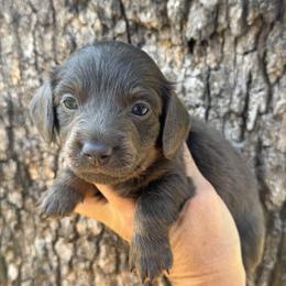 River - Blue and tan male Dachshund puppy in Bentonville, Arkansas from Boujee Buns Dachshunds