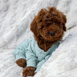 Love Boy 3250 Free Delivery - Red  male Goldendoodle puppy in Mayfield, Utah from Ruff Country Doodles