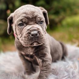 Luna - Gray brindle female Cane Corso puppy in Kent, Washington from Grande Kennels